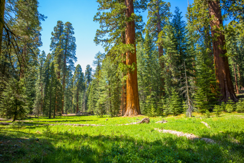 Giant sequoia trees in a meadow